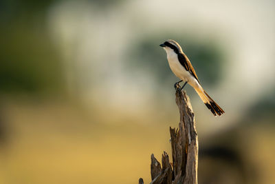 Grey-backed