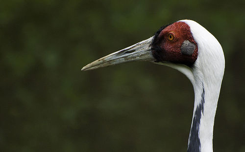 Close-up of bird against blurred background