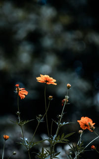 Close-up of orange flowering plant