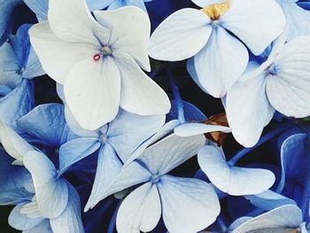 Close-up of multi colored flowers blooming outdoors