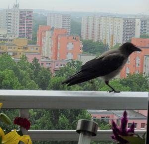Bird perching on railing against buildings in city