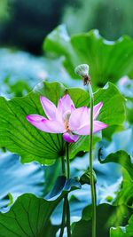 Close-up of pink lotus water lily blooming outdoors