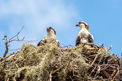 Low angle view of birds perching on tree