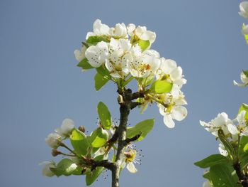 Low angle view of cherry blossoms against clear sky