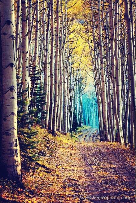 tree, tree trunk, the way forward, autumn, forest, tranquility, change, nature, woodland, growth, leaf, diminishing perspective, abundance, no people, outdoors, day, beauty in nature, yellow, tranquil scene, season