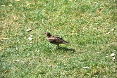 High angle view of bird perching on grass