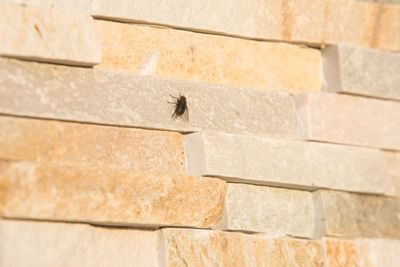 Low angle view of a bird on wall