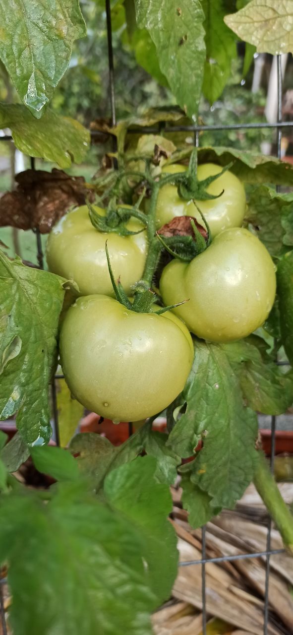 CLOSE-UP OF FRUITS GROWING ON PLANT