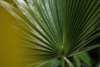 Close-up of palm leaves