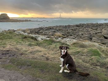 Dog on the sea shore