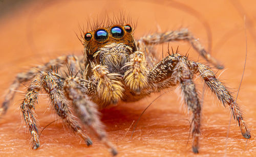 Macro photo small jumping spider with lots of hair, big eyes standing on skin.