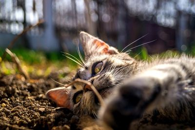 Close-up of a relaxed cat looking away