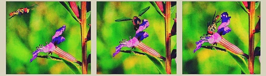 Close-up of purple flowers