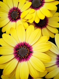 Full frame shot of yellow flower