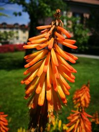 Close-up of orange flower growing on tree