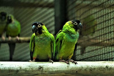 Close-up of parrot perching on wood