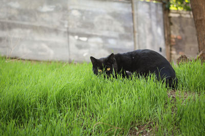 Black cat on field