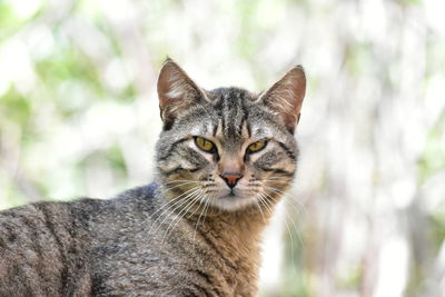 Close-up portrait of tabby cat