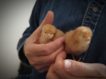 Midsection of person holding baby chickens