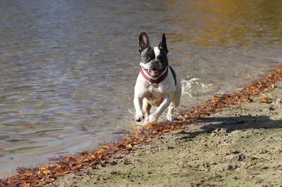 Portrait of dog in water