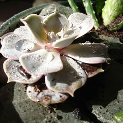 Close-up of flower in water