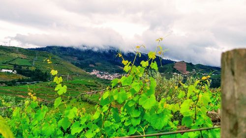 Plants growing on land against sky