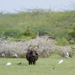 Sheep in a field