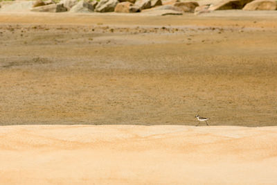 View of bird on sand dune