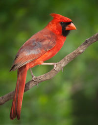 Close-up of a bird perching on branch