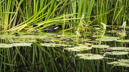Close-up of lotus water lily in pond