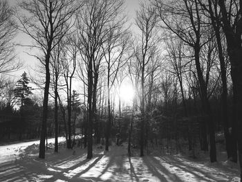 Sunlight streaming through trees in forest during winter