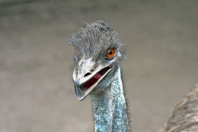 Close-up portrait of a bird