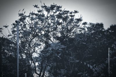 Low angle view of trees against clear sky