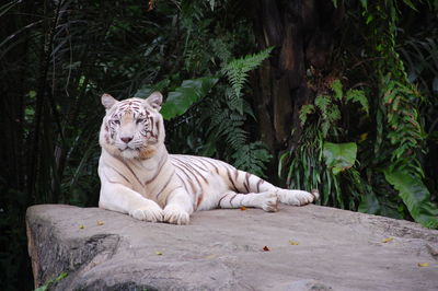 White tiger resting on rock