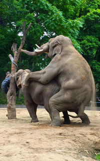 View of statue in park