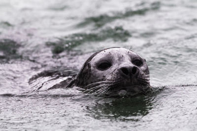 Close-up of seal in sea