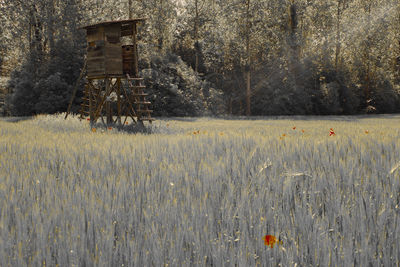 Plants growing on field