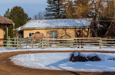 View of an animal on snow covered landscape