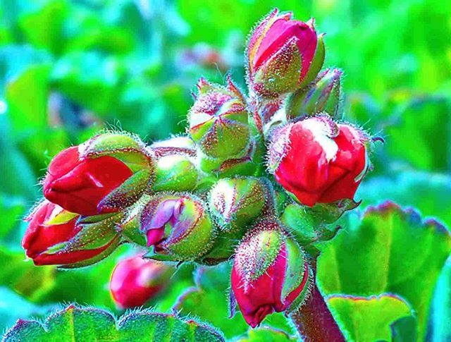 growth, focus on foreground, close-up, red, plant, leaf, freshness, flower, beauty in nature, green color, nature, fragility, bud, day, outdoors, no people, stem, natural pattern, pink color, new life