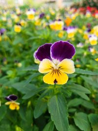 Close-up of yellow flowering plant