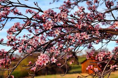 Low angle view of cherry blossom tree