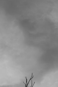 Low angle view of tree against cloudy sky