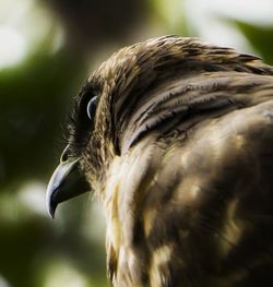 Close-up of eagle