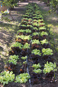 High angle view of plants growing on field