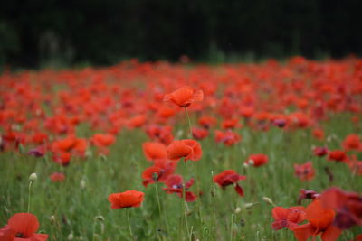 Close-up of red poppy flowers