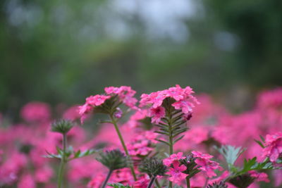 Pink flowers growing at park
