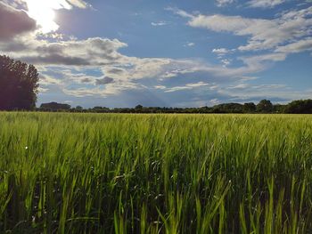 Scenic view of field against sky