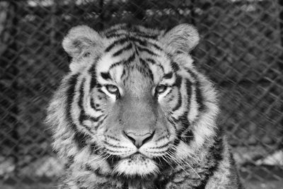 Close-up portrait of majestic tiger at zoo