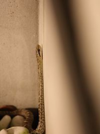 Close-up of cat relaxing on the wall