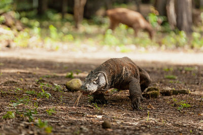 View of an animal on land